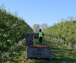 Row of apple trees with worker and box of apples