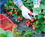 Gloved hands picking strawberry's - GLAA logo in top left hand corner - Canva